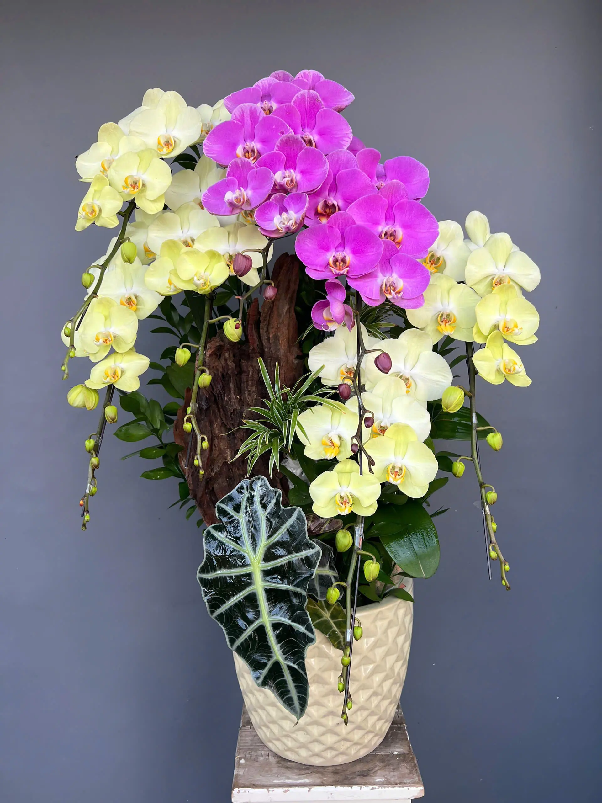 Chậu lan Hồ điệp Thịnh Vượng 